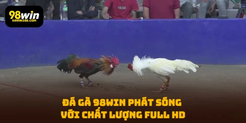 Đá Gà 98WIN phát sóng với chất lượng Full HD