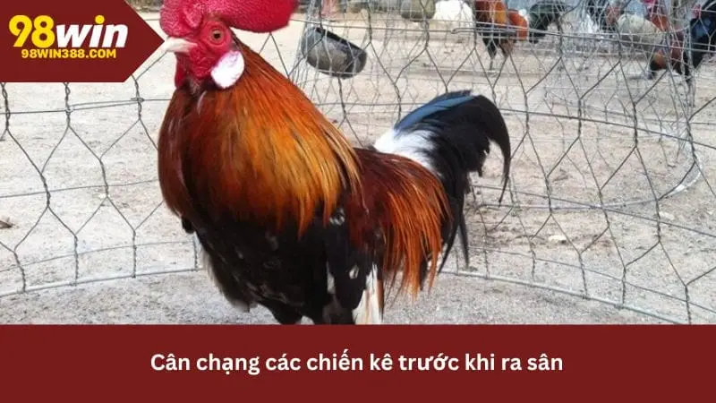 Cân chạng gà trước khi thi đấu