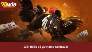 Tìm hiểu về đá gà thomo tại 98win